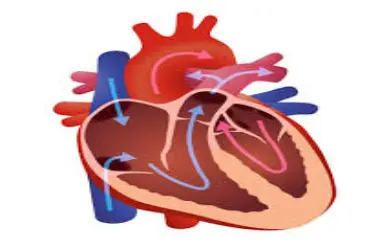 تنگی دریچه قلب و طب سنتی